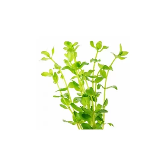 Бакопа каролиниана (Bacopa caroliniana) - 2
