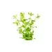 Бакопа каролиниана (Bacopa caroliniana) - 2
