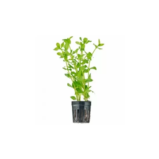 Бакопа каролиниана (Bacopa caroliniana) - 1