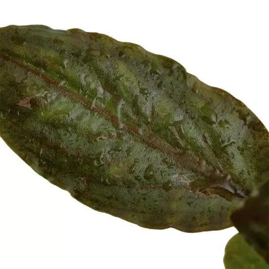 Лагенандра (Lagenandra meeboldii 'Red') - 4