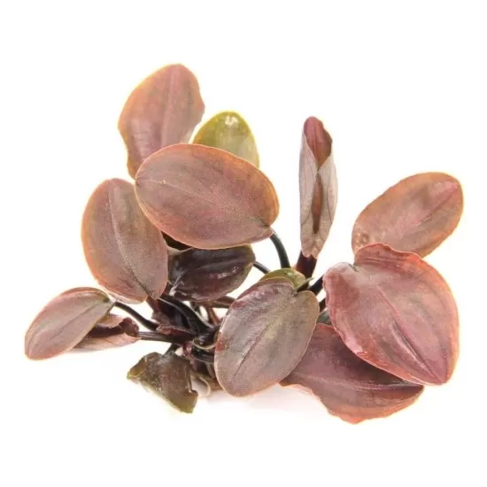 Лагенандра (Lagenandra meeboldii 'Red') - 1