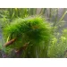 Мъх Spiky moss - 2