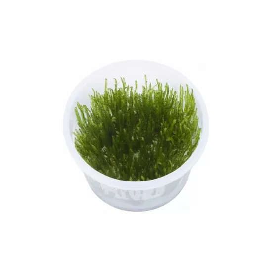 Мъх Spiky moss - 1