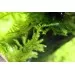 Мъх Peacock moss - 3