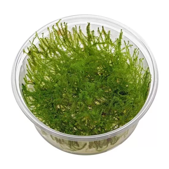 Мъх Peacock moss - 1