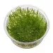 Мъх Peacock moss
