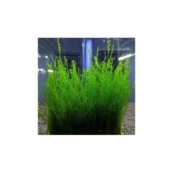 Мъх Flame moss - 2