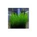 Мъх Flame moss - 2