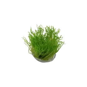 Мъх Flame moss