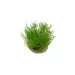 Мъх Flame moss