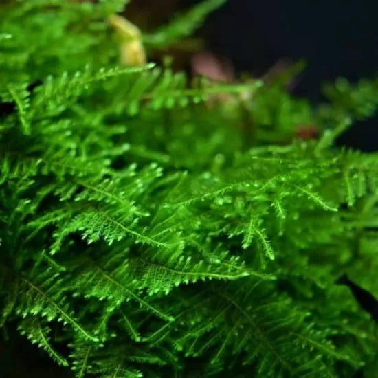 Мъх Taiwan moss - 2