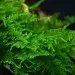 Мъх Taiwan moss - 2