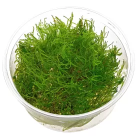 Мъх Taiwan moss