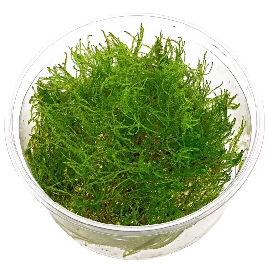 Мъх Taiwan moss - 1