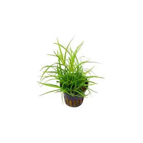 Юнкус Репенс (Juncus Repens)