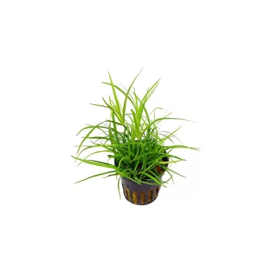 Юнкус Репенс (Juncus Repens) - 2
