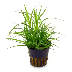 Юнкус Репенс (Juncus Repens)