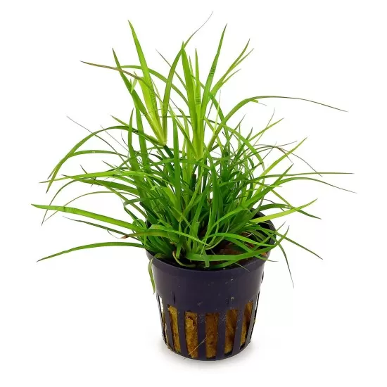 Юнкус Репенс (Juncus Repens) - 1