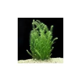 Маяка Флувиатилис (Mayaca Fluviatilis)