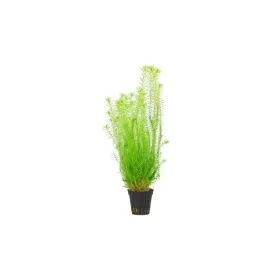 Маяка Флувиатилис (Mayaca Fluviatilis)