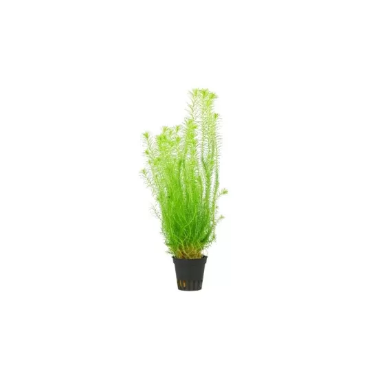 Маяка Флувиатилис (Mayaca Fluviatilis) - 1