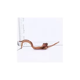 Корен азалия XXS