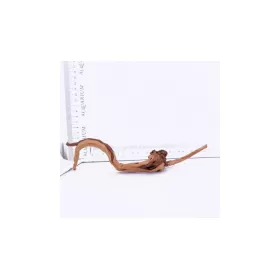 Корен азалия XXS