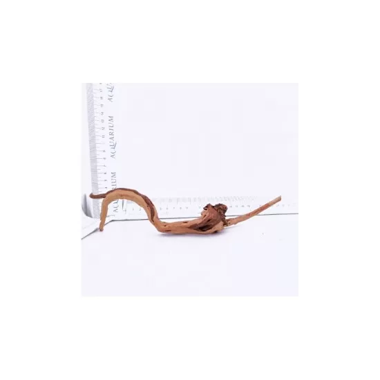 Корен азалия XXS - 2