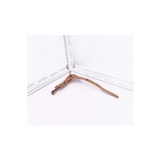 Корен азалия XXS - 3