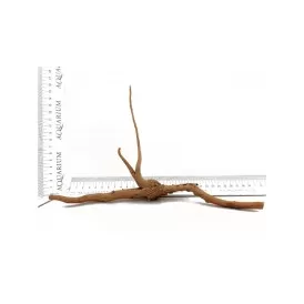 Корен азалия XXS