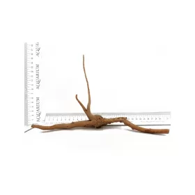 Корен азалия XXS