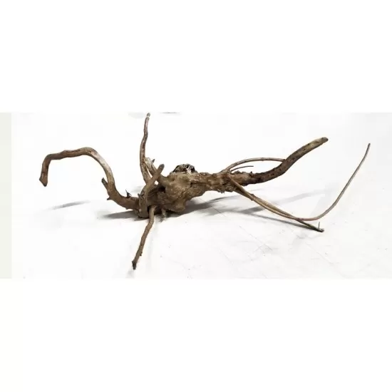 Корен азалия XXXS 5бр. - 3