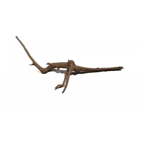 Корен азалия XXXS 5бр. - 4