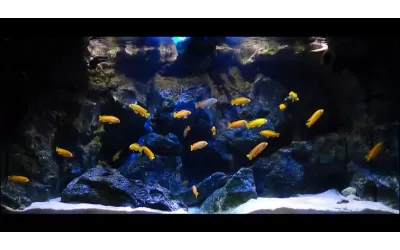 Подводни камъни в акваристиката - част 2