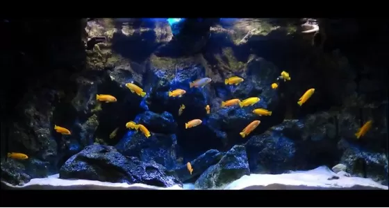 Подводни камъни в акваристиката - част 2