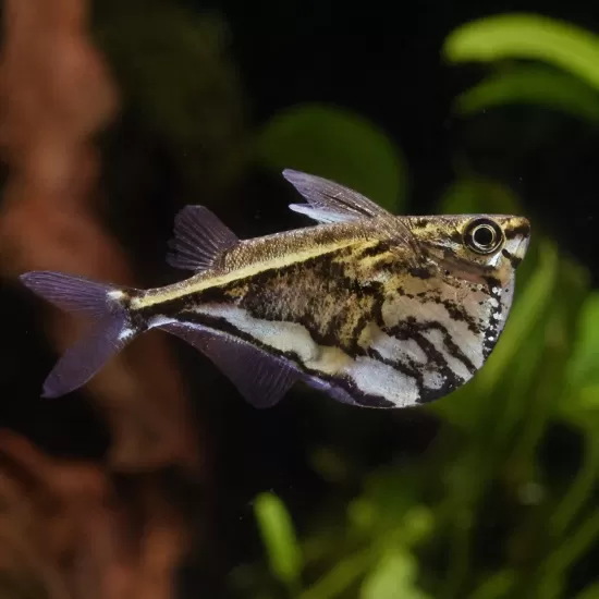 Карнегиела (брадва) мраморна (Carnegiella strigata) - 1