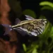 Карнегиела (брадва) мраморна (Carnegiella strigata)