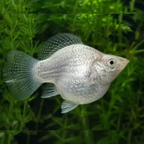 Молинезия Balloon (Poecilia Latipinna Balloon Molly)