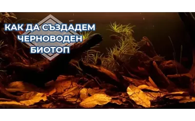 История на аквариума (първа част)