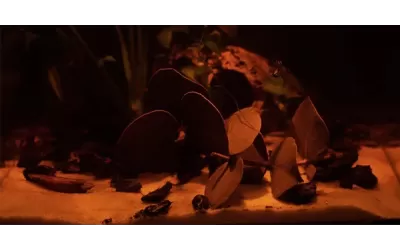 История на аквариума (втора част)