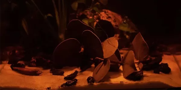 История на аквариума (втора част)