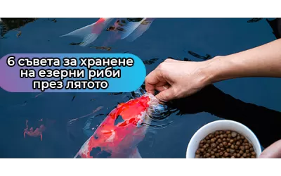 6 съвета за хранене на езерни риби през лятото