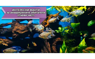 Интересни факти за аквариумните обитатели (първа част)