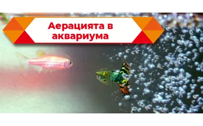 Аерацията в аквариума