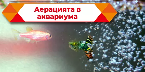 Аерацията в аквариума