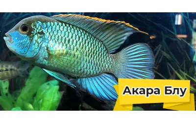 Акара блу