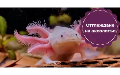 Отглеждане на аксолотъл