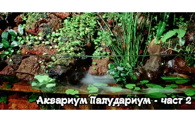 Аквариум Палудариум - част 2