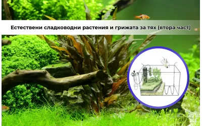 Естествени сладководни растения и грижата за тях (втора част)