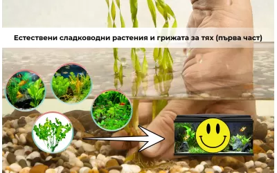 Естествени сладководни растения и грижата за тях (първа част)